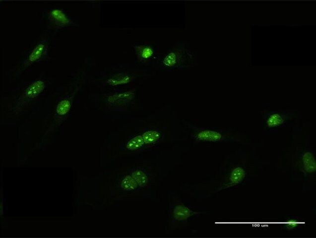 Anti-FRG1 antibody produced in mouse