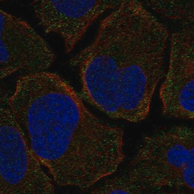 Anti-F2RL1 antibody produced in rabbit
