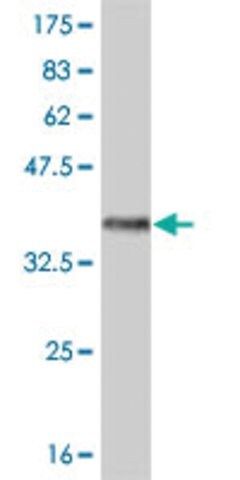 ANTI-FRZB antibody produced in mouse