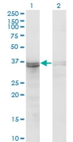 ANTI-FRZB antibody produced in mouse