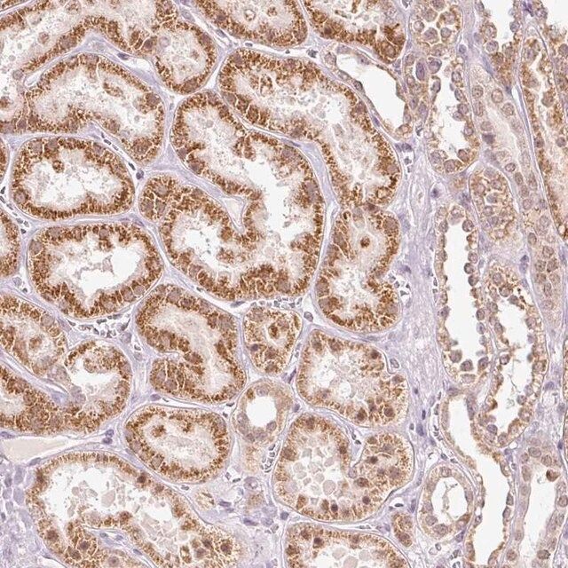Anti-FSTL3 antibody produced in rabbit
