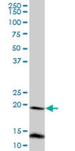 Anti-FUNDC2 antibody produced in mouse