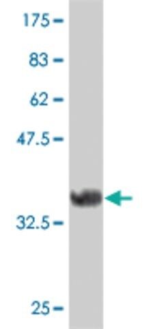 ANTI-FRZB antibody produced in mouse