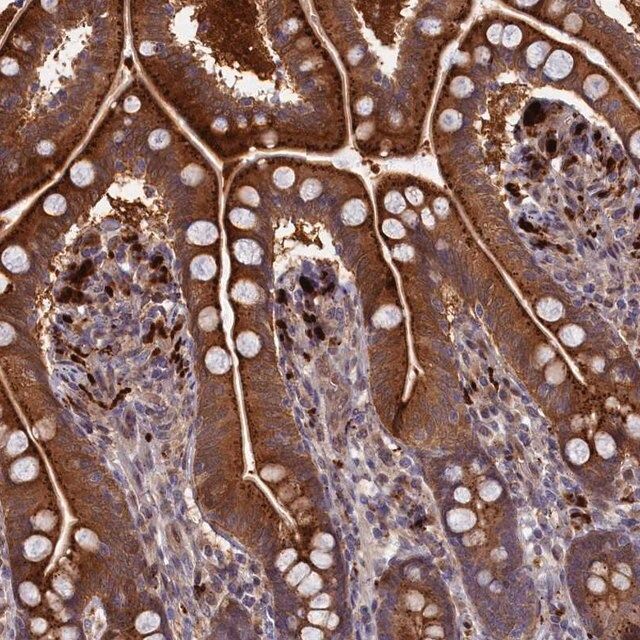 Anti-FUK antibody produced in rabbit