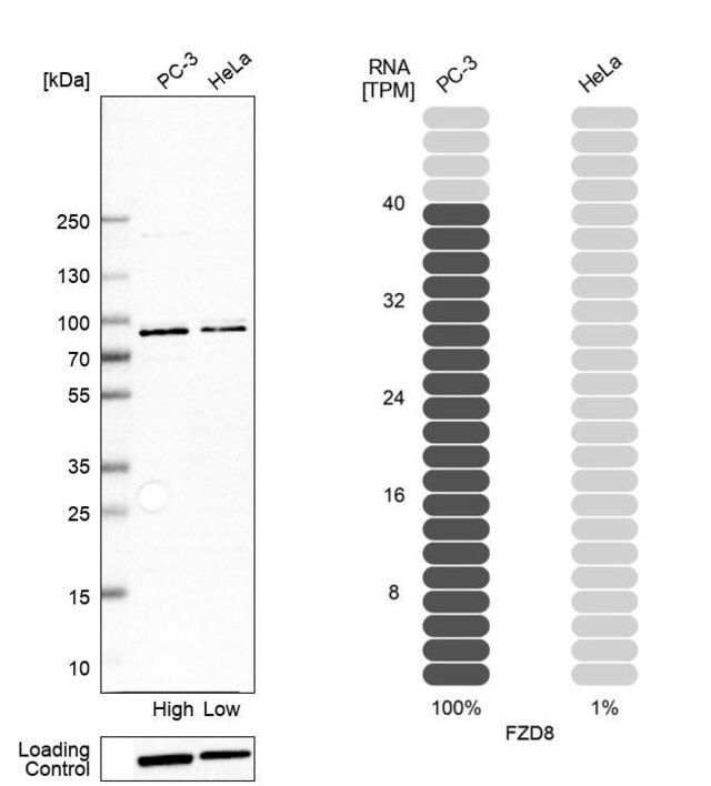 Anti-FZD8 antibody produced in rabbit