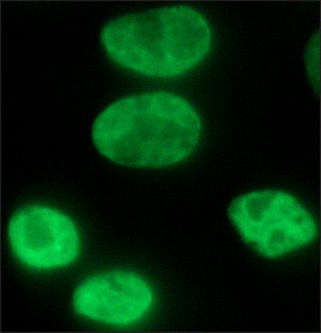 Anti-FUS (internal region) antibody produced in rabbit
