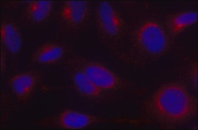 Anti-γ-Adaptin antibody, Mouse monoclonal