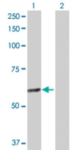 Anti-GABPA antibody produced in rabbit