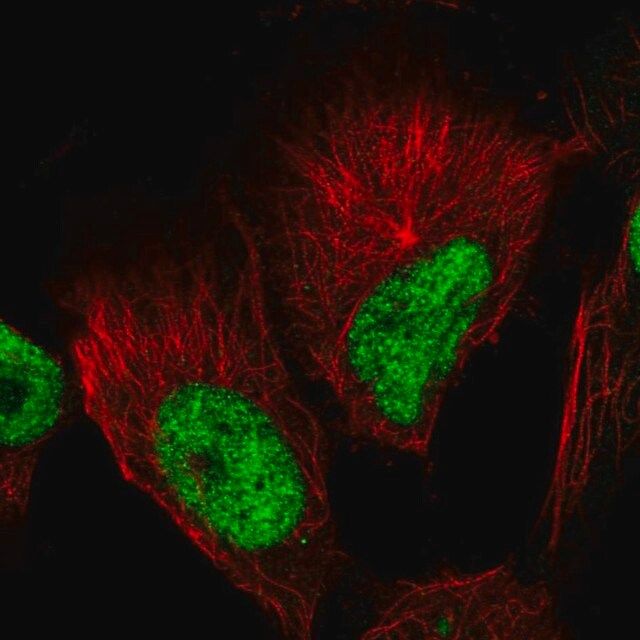 Anti-GABPB1 antibody produced in rabbit