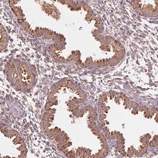 Anti-FNBP1L antibody produced in rabbit
