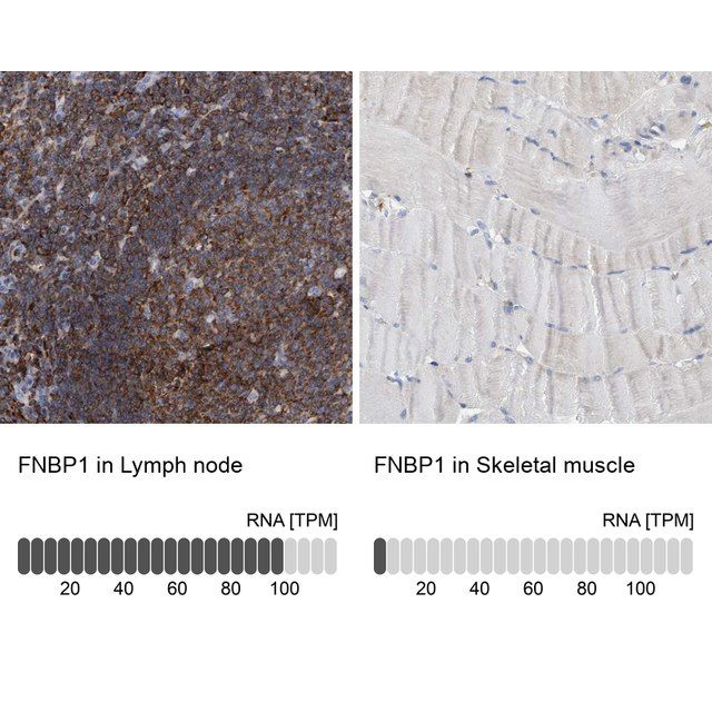 Anti-FNBP1 antibody produced in rabbit