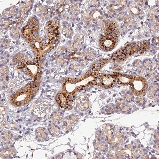 Anti-FNIP2 antibody produced in rabbit