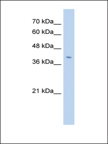 Anti-FNDC3B antibody produced in rabbit