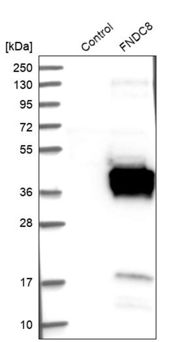 Anti-FNDC8 antibody produced in rabbit