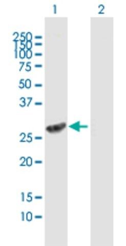 Anti-FMO5 antibody produced in mouse