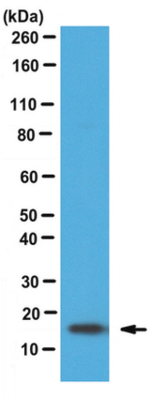 Anti-Fatty-acid binding protein 5 Antibody