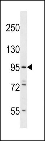 ANTI-ESPNL (C-TERM) antibody produced in rabbit