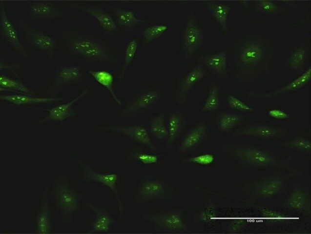 Anti-ESF1 antibody produced in rabbit