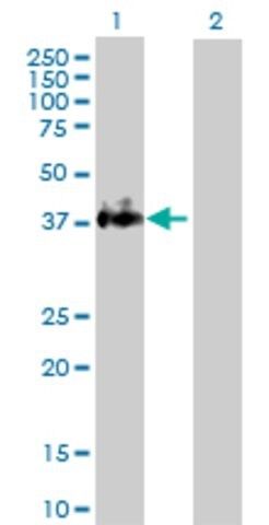 Anti-F3 antibody produced in rabbit
