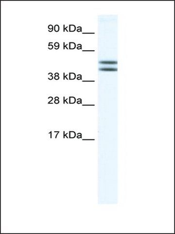 Anti-EGLN2 antibody produced in rabbit