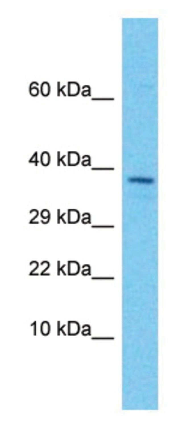 Anti-EGFLAM (C-terminal) antibody produced in rabbit
