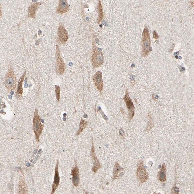 Anti-EIF1AX antibody produced in rabbit