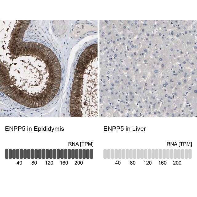 Anti-ENPP5 antibody produced in rabbit