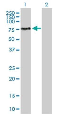 Anti-ENPP5 antibody produced in rabbit