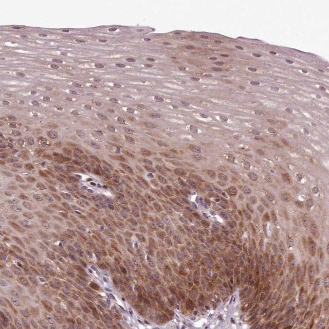 Anti-ENSA antibody produced in rabbit