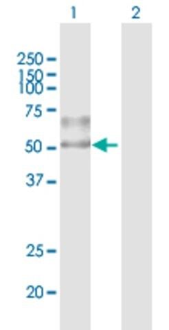 Anti-ENTPD1 antibody produced in mouse