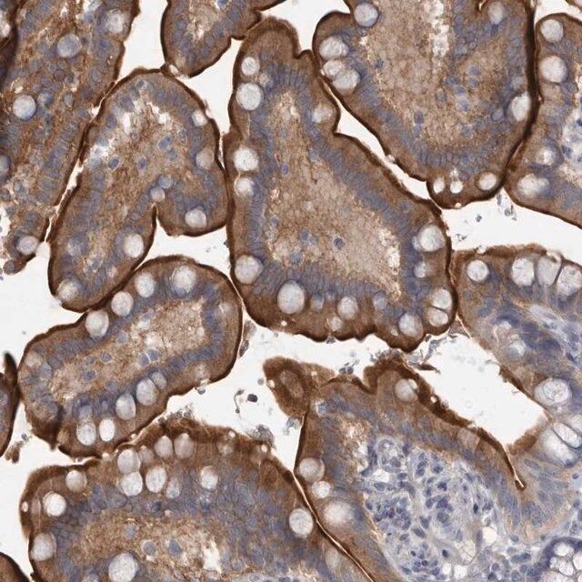 Anti-ENPP7 antibody produced in rabbit