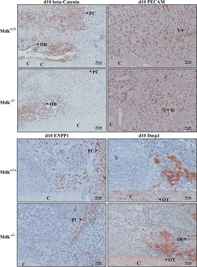 Anti-ENPP1/PC1 antibody produced in goat