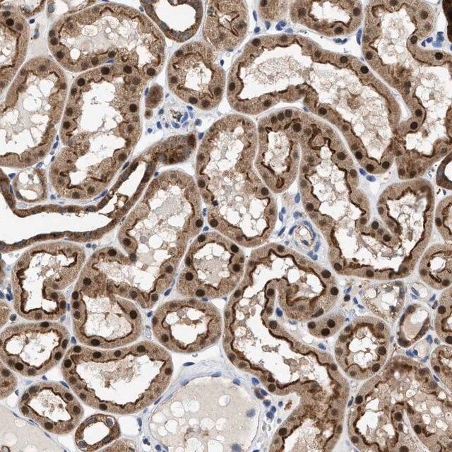 Anti-ENPP4 antibody produced in rabbit
