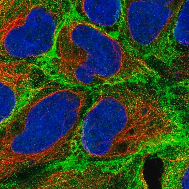 Anti-EPB41 antibody produced in rabbit