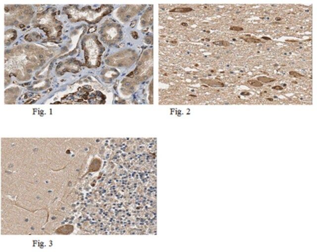 Anti-EPAC1 Antibody