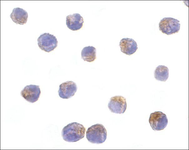 Anti-DRAK2 antibody produced in rabbit