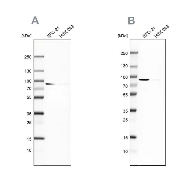 Anti-DPP3 antibody produced in rabbit