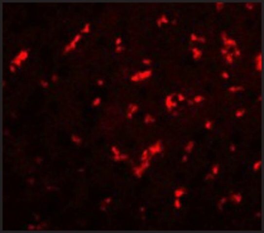 Anti-DRGX antibody produced in chicken