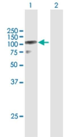 Anti-DZIP1L antibody produced in mouse
