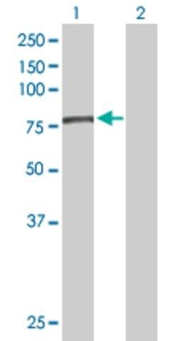 Anti-EFHC1 antibody produced in mouse