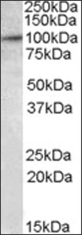 Anti-E2F7 antibody produced in goat