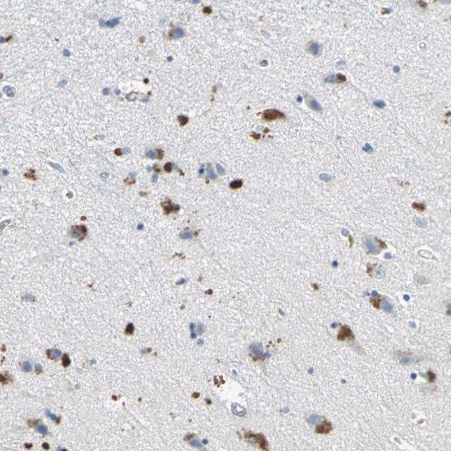 Anti-EFNB3 antibody produced in rabbit