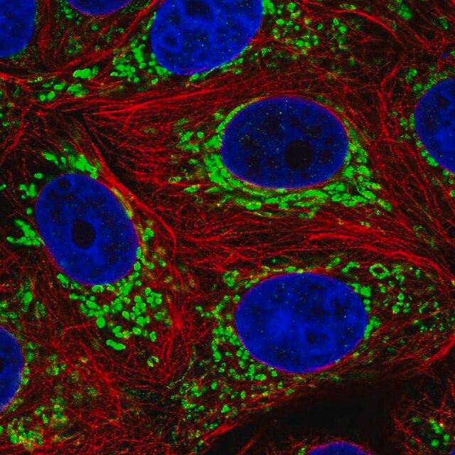 Anti-DNLZ antibody produced in rabbit