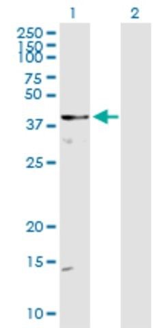 Anti-DOCK2 antibody produced in rabbit