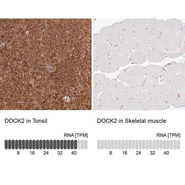 Anti-DOCK2 antibody produced in rabbit