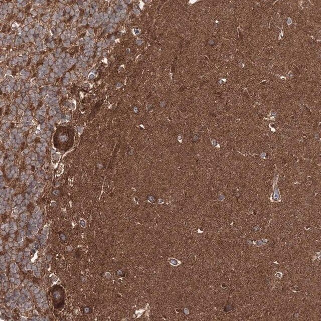 Anti-DOCK3 antibody produced in rabbit