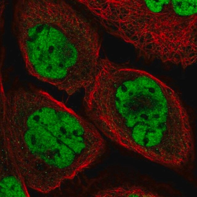 Anti-DPF2 antibody produced in rabbit