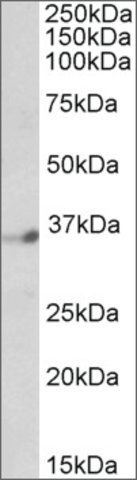 Anti-DPF1 (C-terminal) antibody produced in goat
