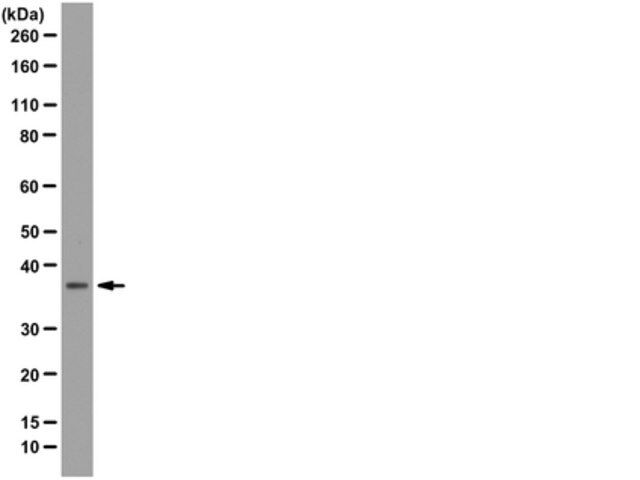 Anti-DPPA-2 Antibody, clone 6C1.2