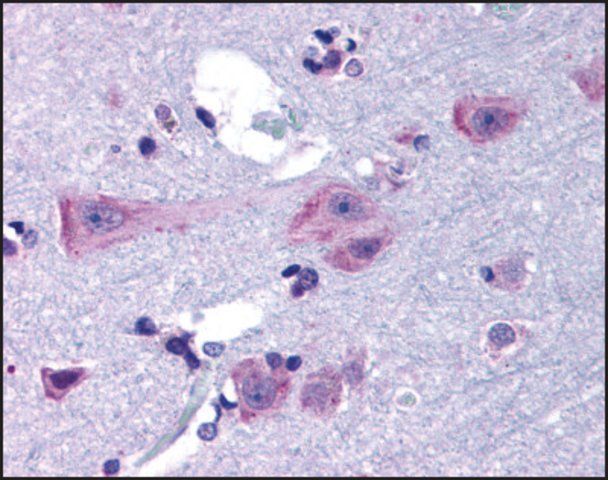 Anti-DRD3 antibody produced in rabbit